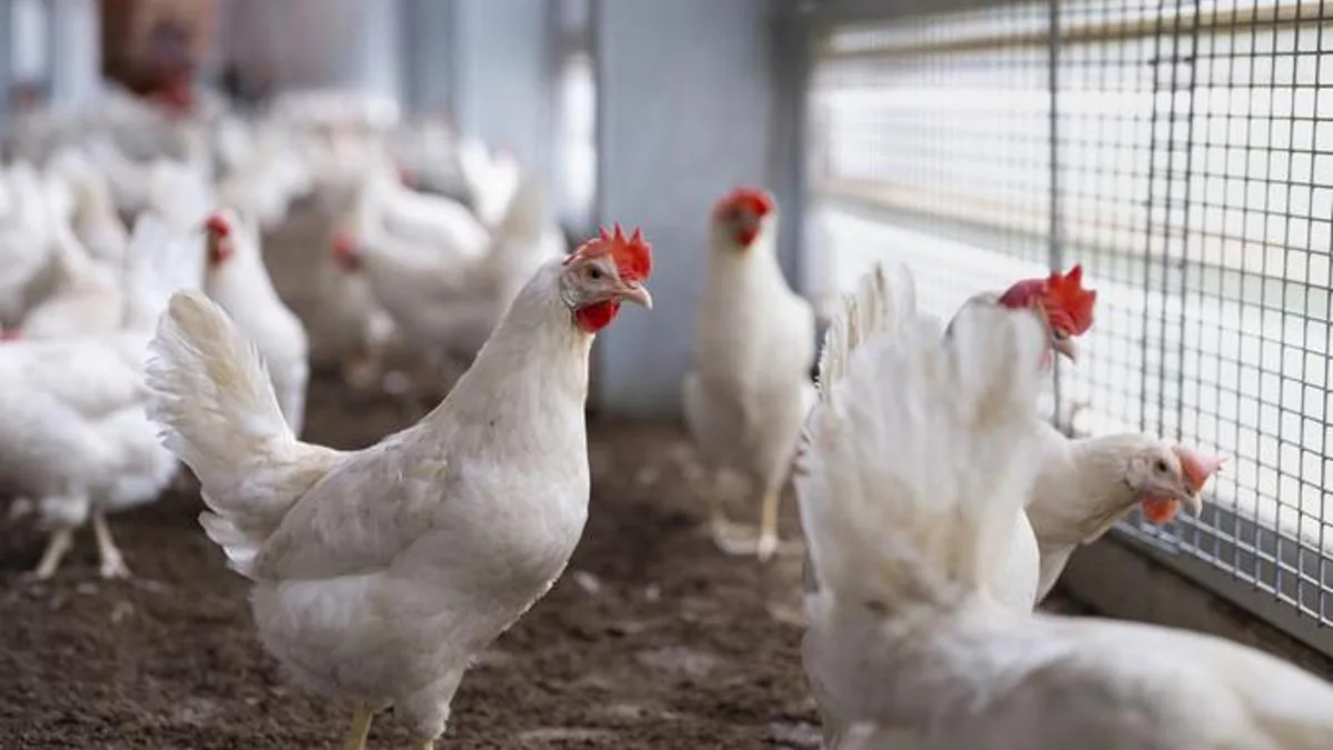 Tavuk eti ve yumurta üretimi arttı, yumurta üretimi 2 milyarı aştı