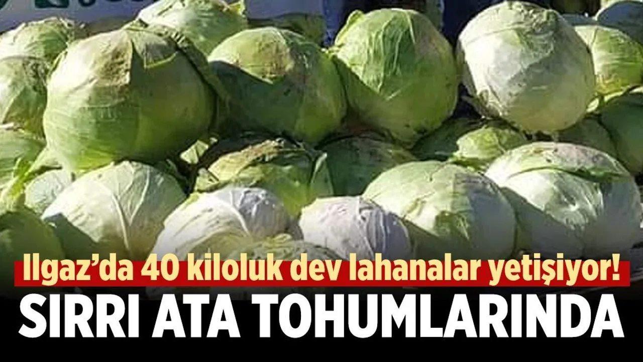 Ilgaz’da 40 Kiloluk Lahanalar Ata Tohumlarıyla Yetişiyor