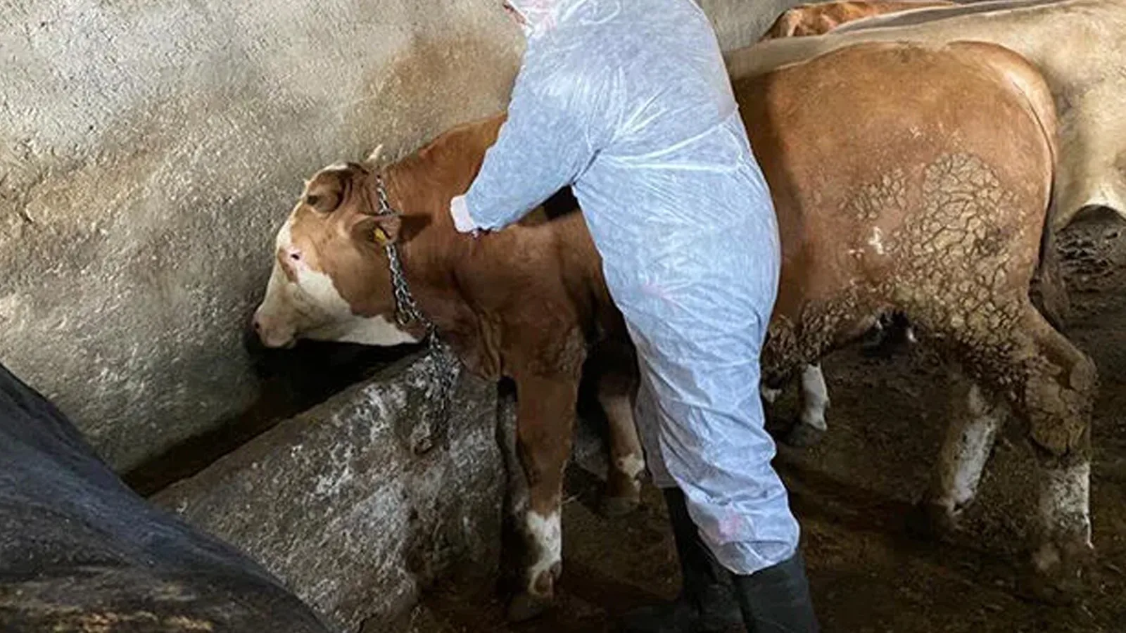 GKRY'de şap nedeniyle 83 binden fazla hayvan itlaf edildi