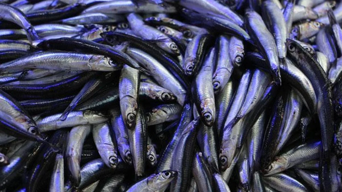Türkiye'nin hamsi ihracatı 9 ayda yüzde 20 yükseldi