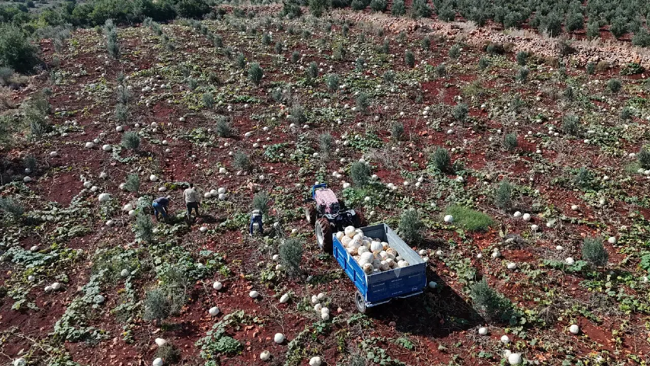 Hatay'da coğrafi işaretli beyaz kabakta hasat başladı: Kabaklar 30 kiloya ulaşabiliyor