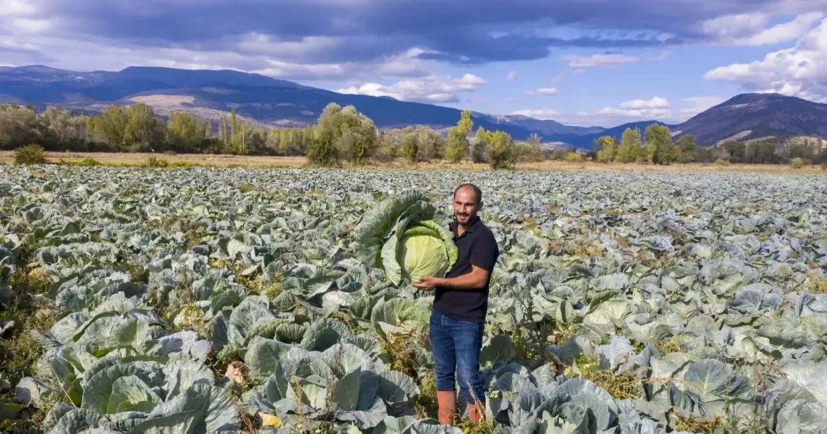 Ilgaz’da ata tohumlarıyla yetiştirilen dev lahanalar sonbaharda satışa çıkıyor