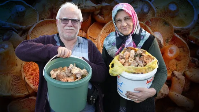 Kastamonu'da yağmur sonrası mantar bolluğu: Kovalar doluyor, fiyatlar düşüyor