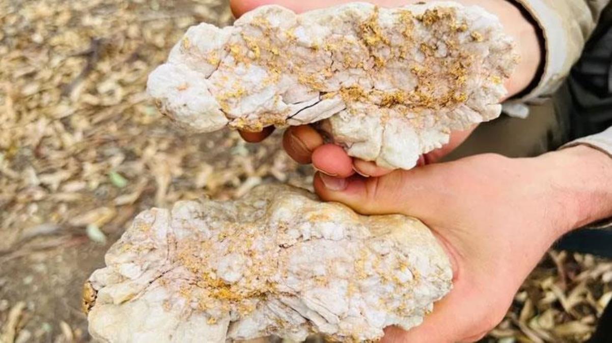 Hazine avcısı, içinde 2.6 kg altın bulunan kaya parçası buldu