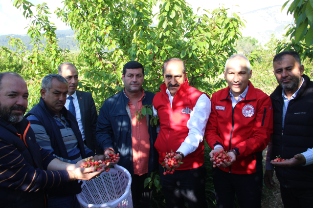 Sezonun ilk kirazı Manisa'dan! Kilosu 800 TL'den satıldı