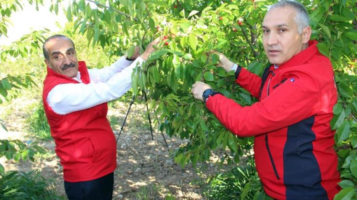 Sezonun ilk kirazı Manisa’dan! Kilosu 800 TL’den satıldı