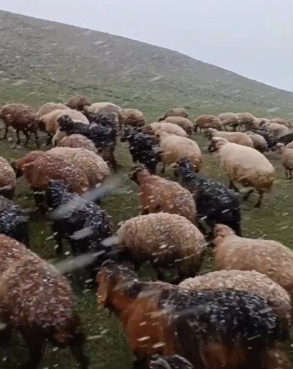 Ahlat'ta mayısta kar sürprizi! Koyunlar merada kara yakalandı