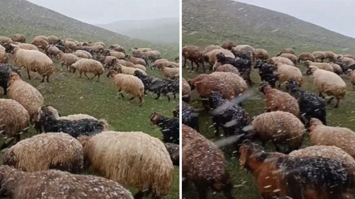 Ahlat’ta Mayıs’ta kar sürprizi! Koyunlar merada kara yakalandı