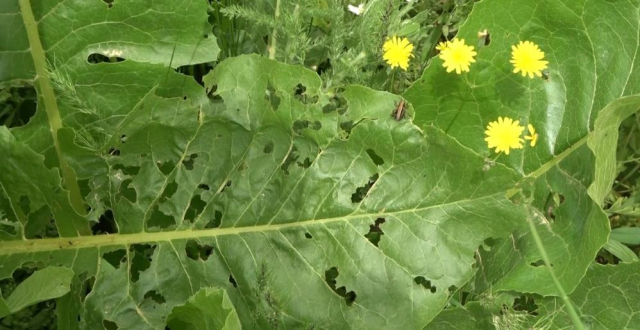 Muş'ta çekirge alarmı! Önlerine ne çıkarsa yok edip tarlalara doğru ilerliyorlar