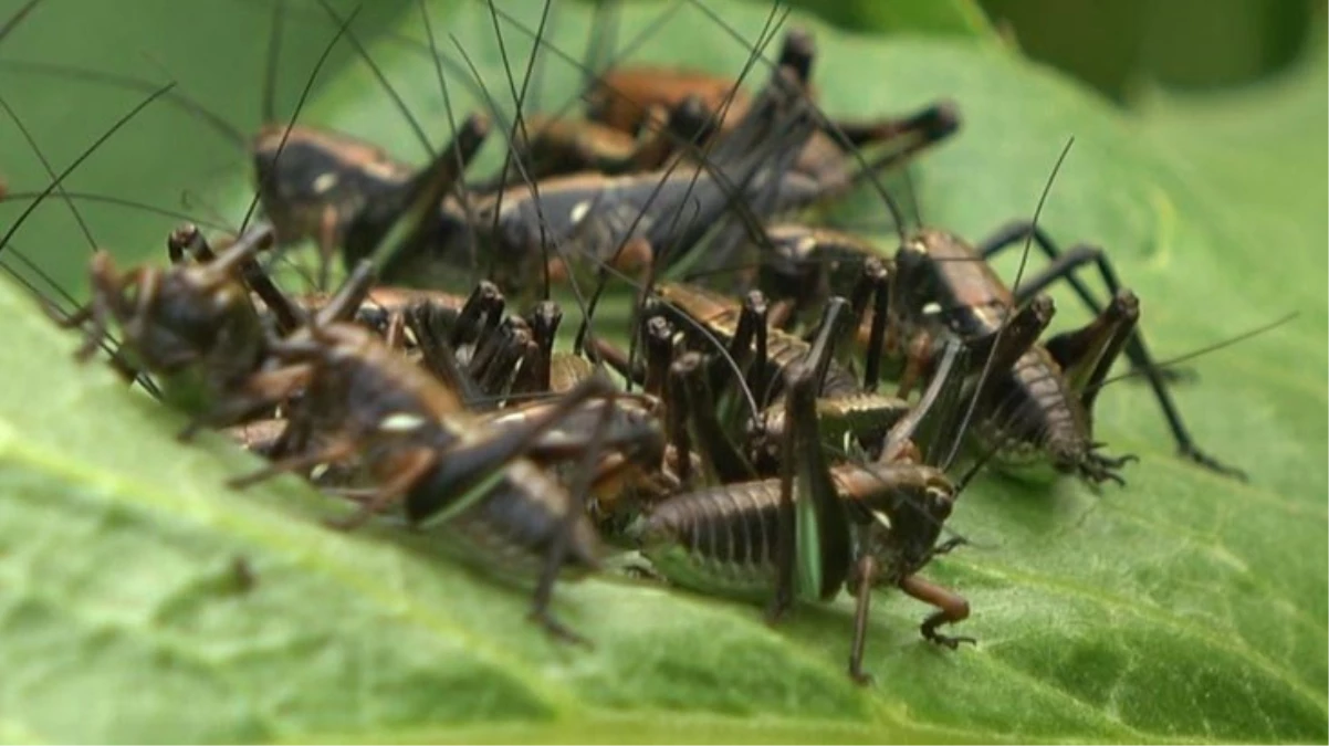 Muş’ta çekirge alarmı! Önlerine ne çıkarsa yok edip tarlalara doğru ilerliyorlar