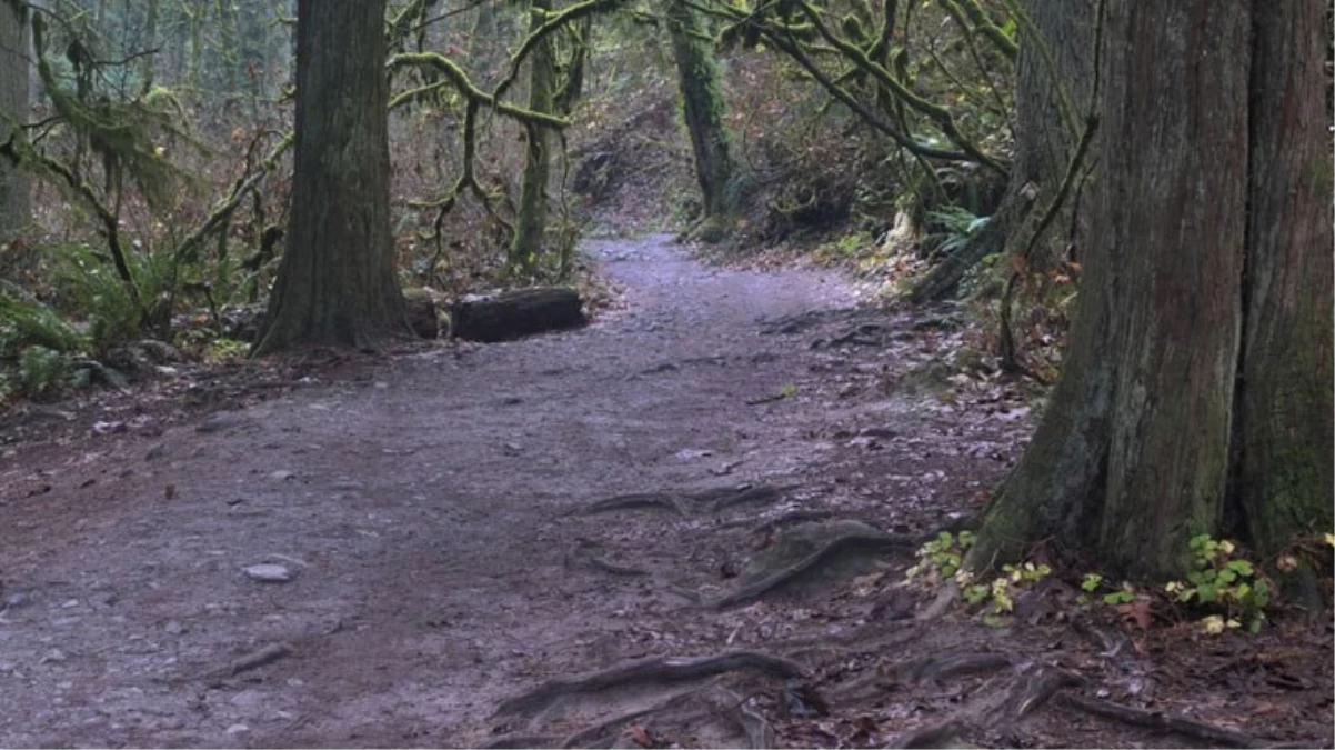Ormanlık alanda 3 ay içinde 6 kadının cesedi bulundu! Bölge halkı tedirgin