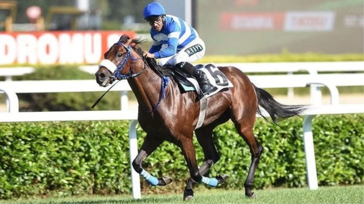 97. Gazi Koşusu’nu Mehmet Kaya’nın jokeyliğini yaptığı Urfa Aslanı kazandı