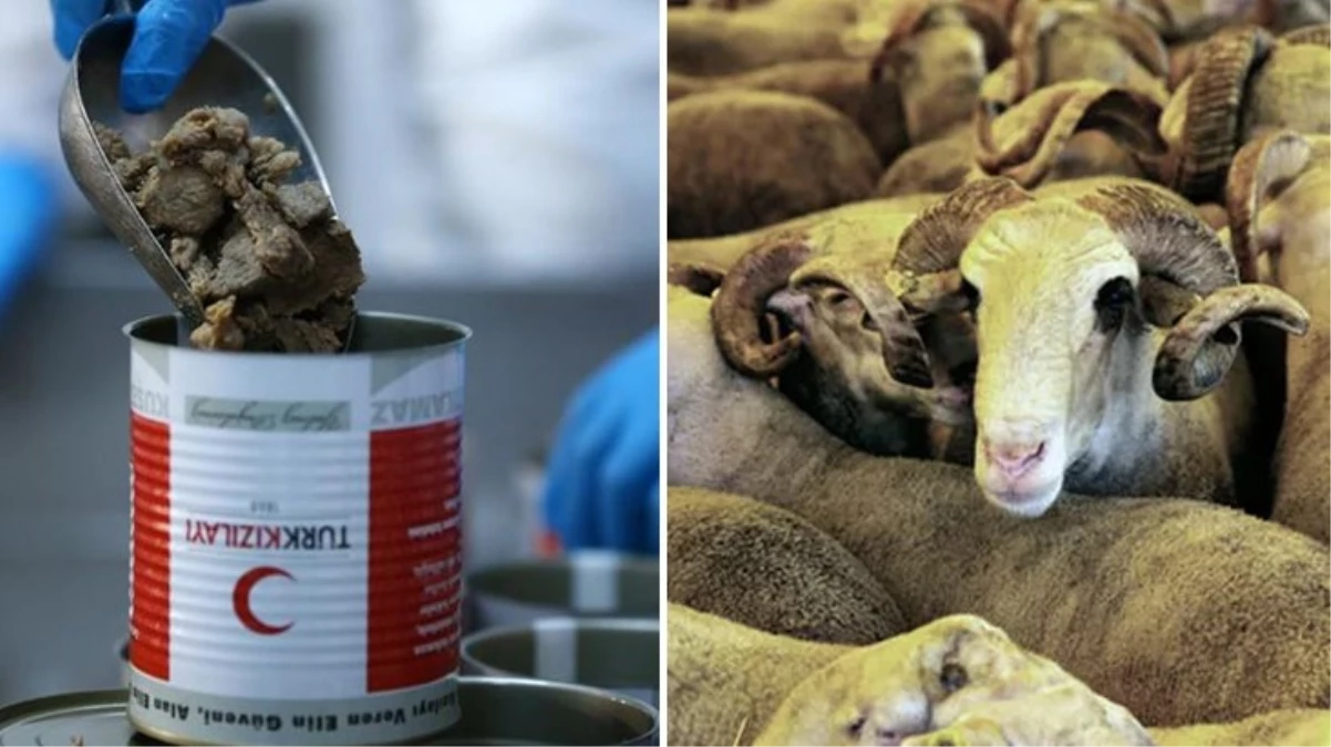 Türk Kızılay, kurban vekaleti bedellerini açıkladı: Yurt içi 5 bin 950, yurt dışı 2 bin 650 lira