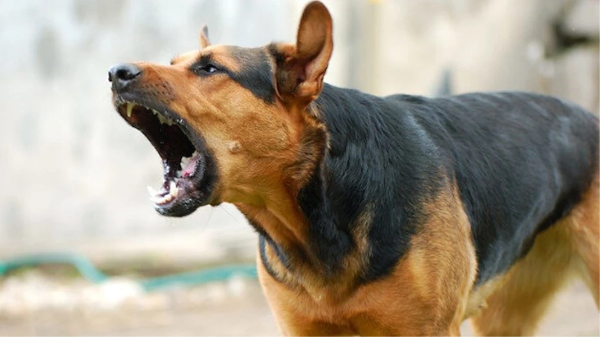 Sahipsiz köpeğin hedefi oldu! Motosikleti devrilen sürücü yaralandı