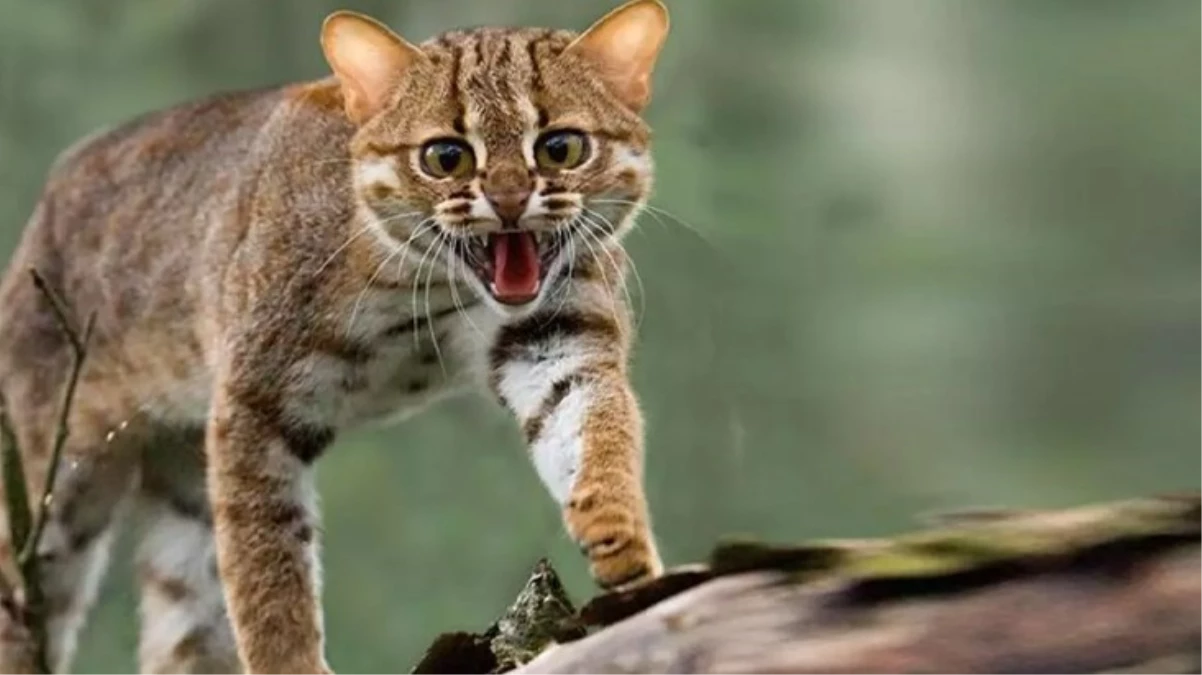 Yabani kedi yeni doğan bebeği kaçırıp ölümüne sebep oldu