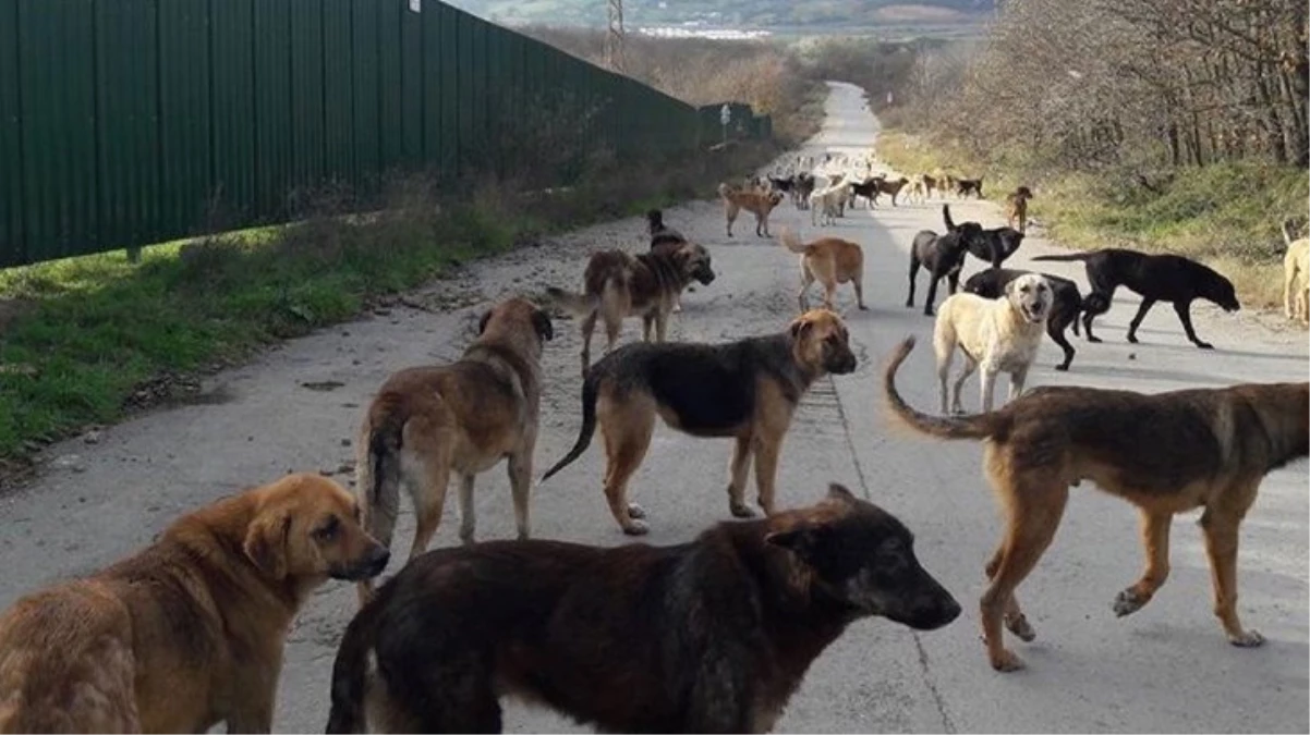 Türkiye’deki başıboş köpek sorunu tırmanıyor! ABD ve İngiltere’den vatandaşlarına uyarı