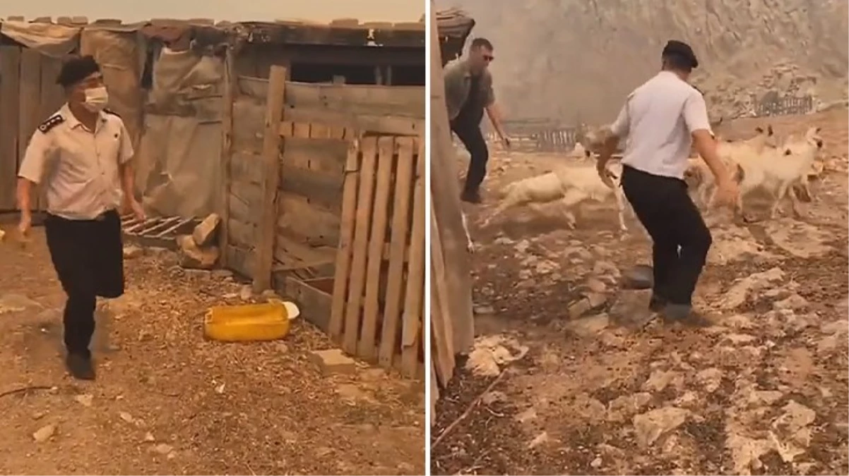 Görüntü alevlerin sardığı Çanakkale’den! Ağıla giren albay hayvanları yangından son anda kurtardı