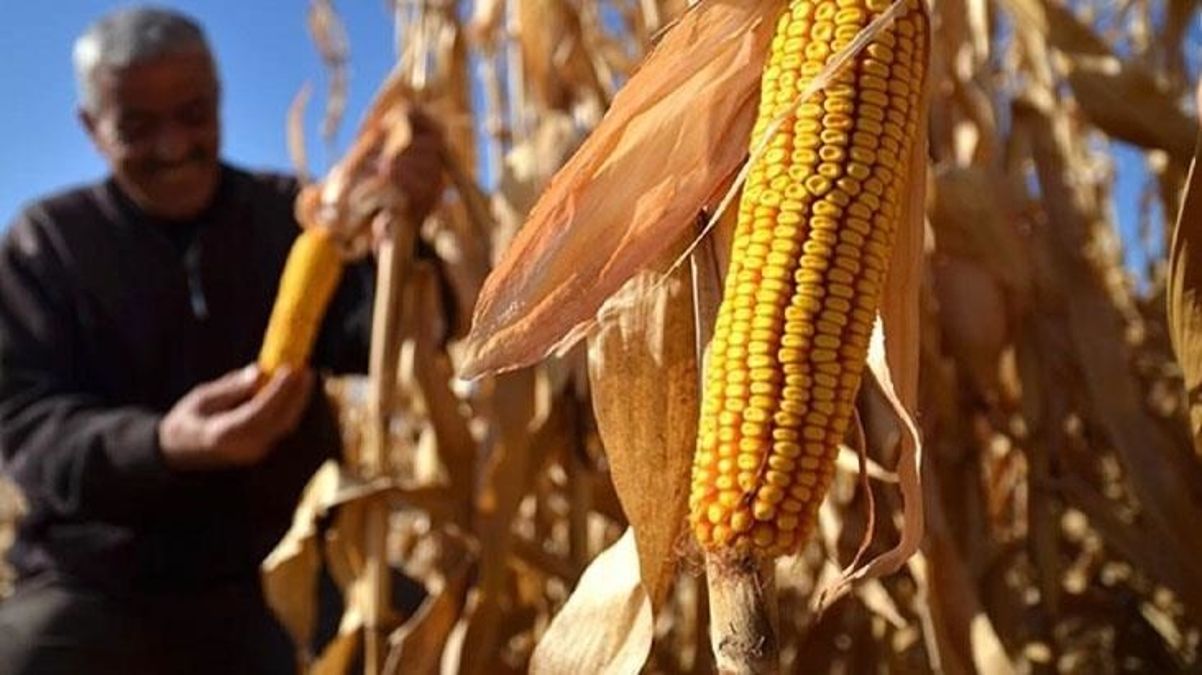 Toprak Mahsulleri Ofisi: Mısır alım fiyatı ton başına 6 bin lira olarak belirlendi