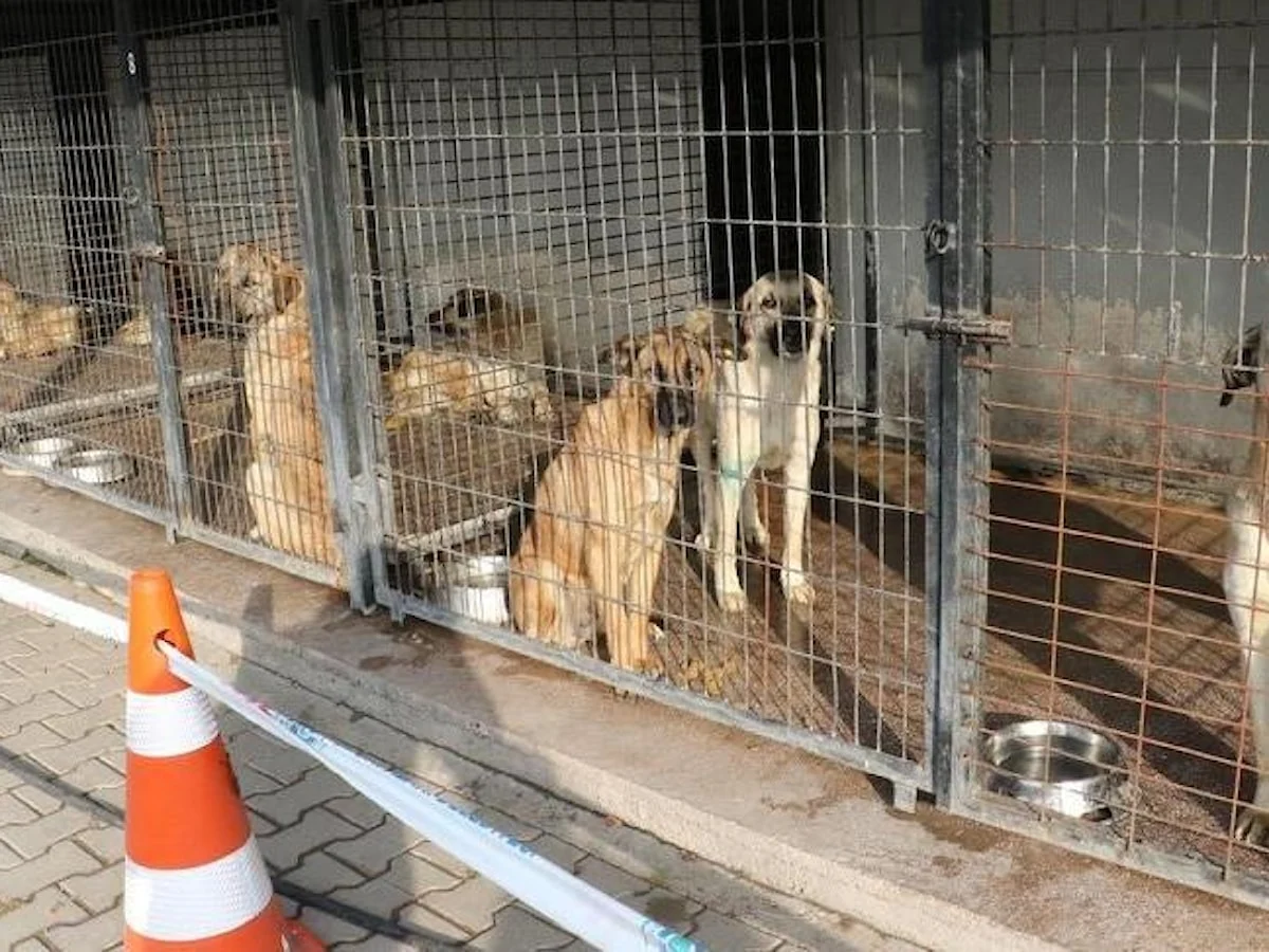 Eskişehir Mahkemesi, Odunpazarı Belediyesi Geçici Hayvan Bakımevi’nin Kapatılmasını Durdurdu