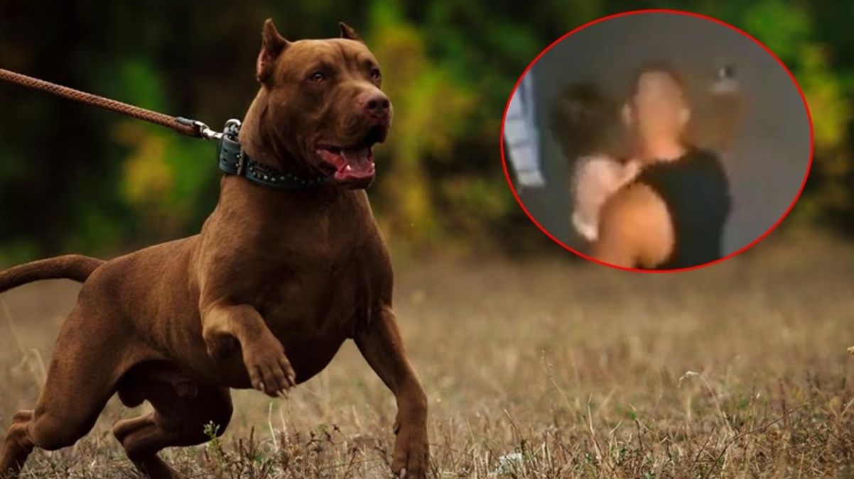 Kendisine ve kızına saldıran pitbull’u çekip vurdu!