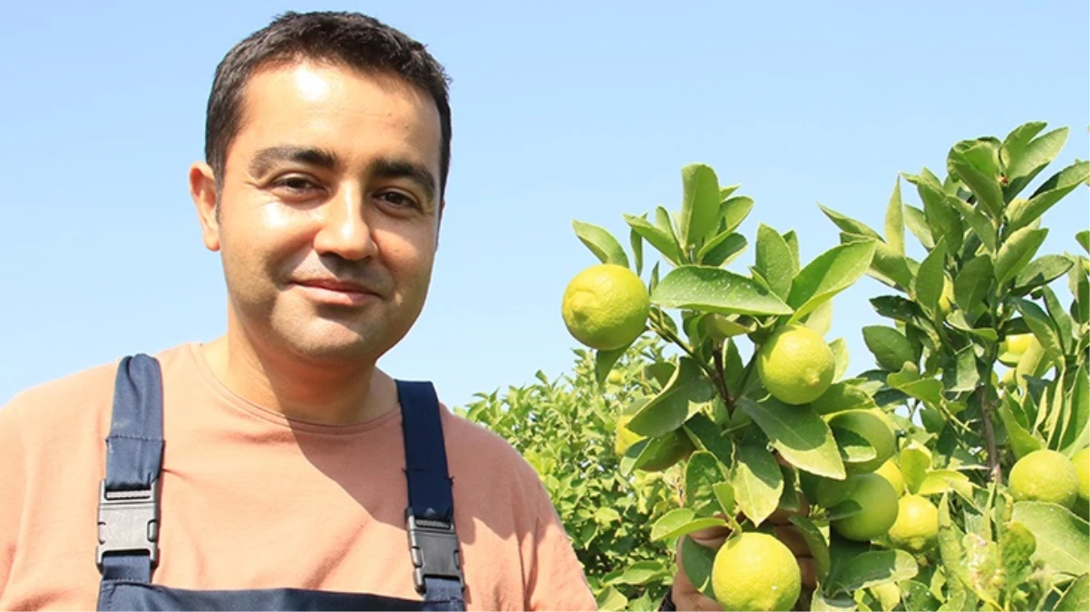 Mersin’de yetiştirilen yeşil limonun kilosu 10 kat daha pahalıya satılıyor