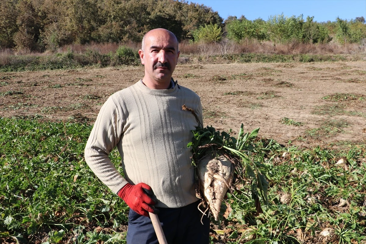 Samsun Havzası’nda Şeker Pancarı Hasadı Memnuniyet Yarattı