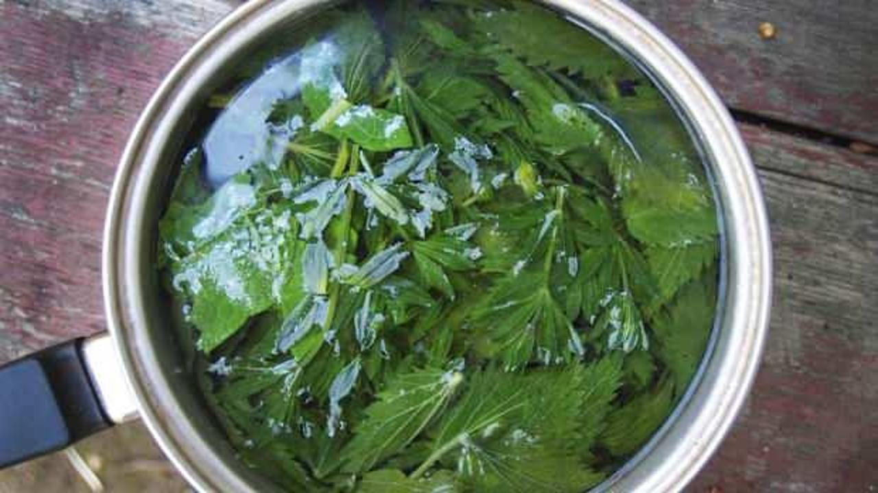 Taze ve kuru ısırgan otu çayı mucizesi! Isırgan otu çayı faydaları nelerdir, nasıl yapılır?