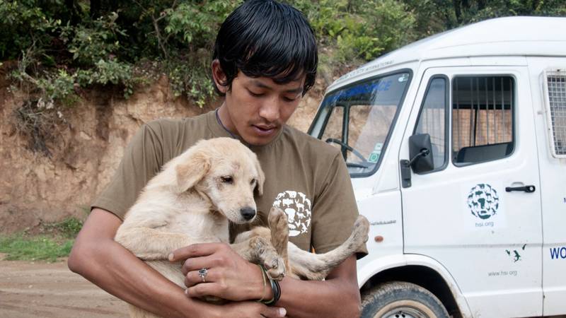 Bhutan’da sokakta yaşayan tüm köpekler kısırlaştırıldı