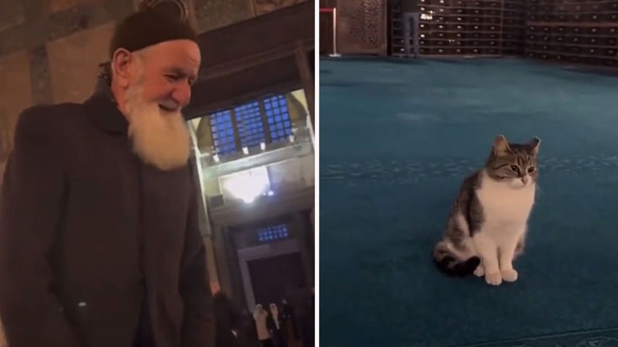 Ayasofya Camii’nde kedi sevdiği videosu milyonlarca izlenen vatandaşın kim olduğu ortaya çıktı! Tepkisi de gülümsetti
