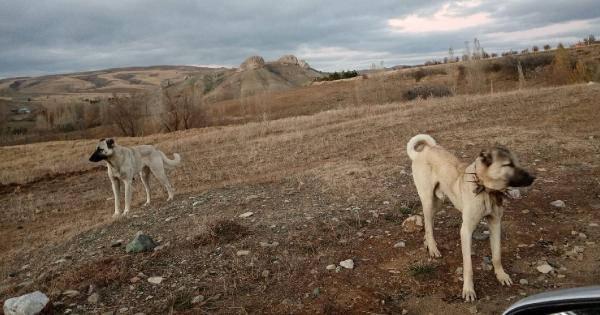 Köpeklerin saldırdığı 6 yaşındaki Emir, 3 ameliyat geçirdi