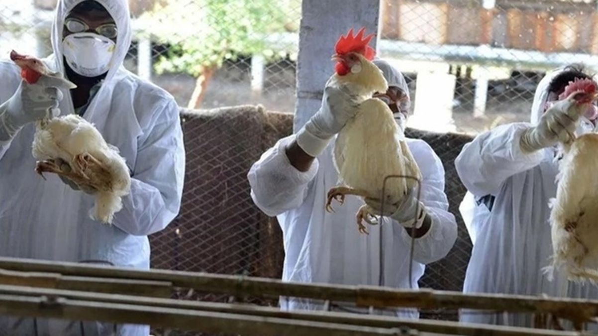 Japonya’da kuş gribinin yeni varyantı tespit edildi, 40 bin kanatlı hayvan itlaf edilecek