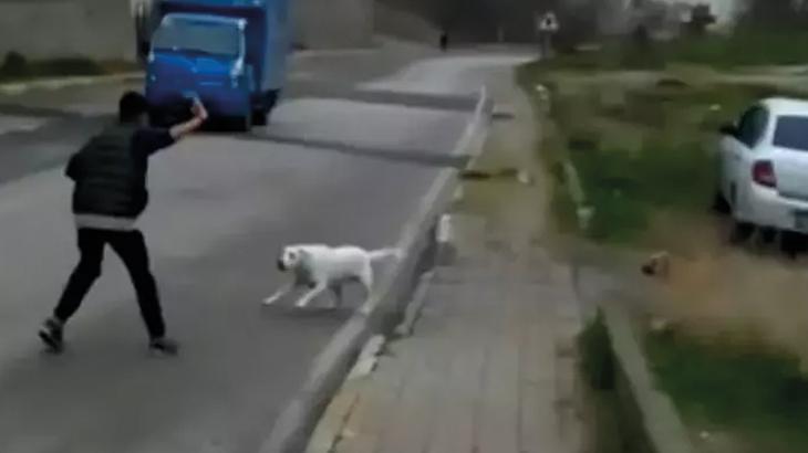 Sokak köpeklerinin saldırısına soruşturma