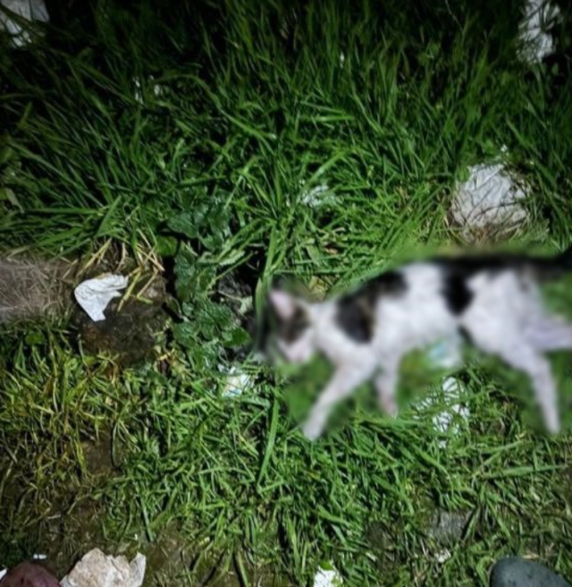 Sokaktan kedileri toplayıp, evinde öldürdükten sonra bahçeye atan cani yakalandı