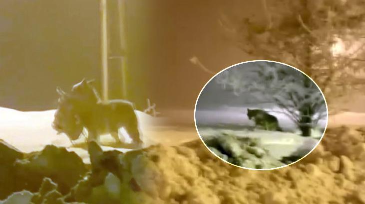 Acıkan kurt şehir merkezine indi, köpeği parçaladı