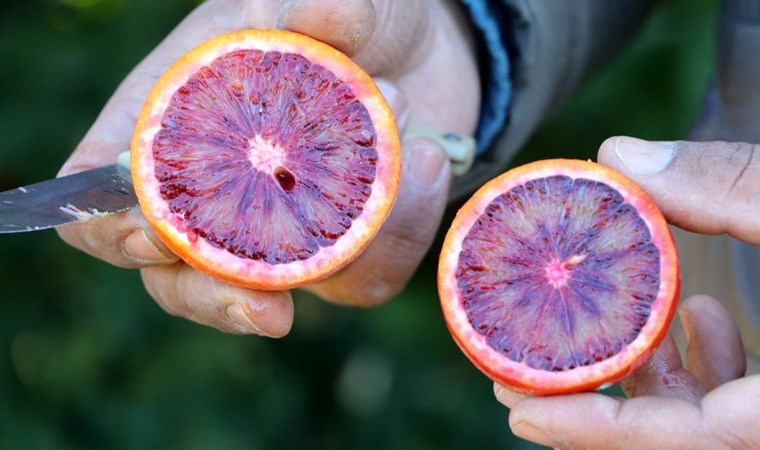Bu portakaldan kan akıyor! Adana’da hasat ediliyor, dönüm başı 60 bin lira kazandırıyor...
