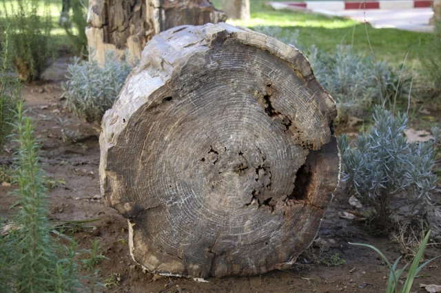 Yol yapımı sırasında bulunan 10-16 milyon yıllık ağaç fosilleri koruma altına alındı