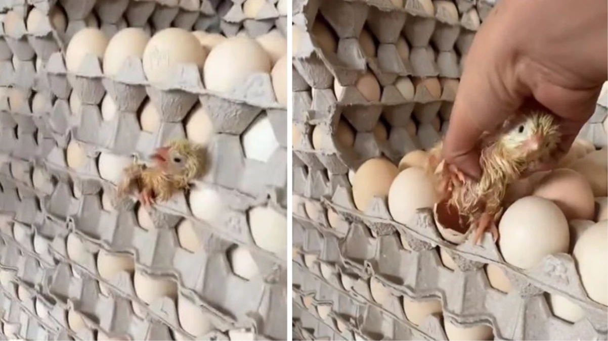 Marketlere satışa çıkarılmak için hazırlanan yumurtaların arasından civciv çıktı
