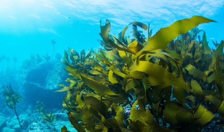 Denizin altında herkese yetecek kadar var… Nükleer savaş çıkarsa ‘temel besin’ olacak!