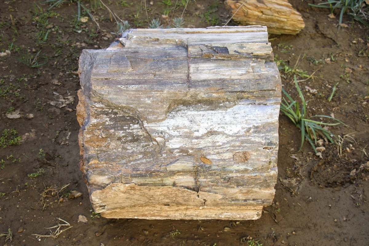 10-16 milyon yıllık ağaç fosilleri koruma altına alındı