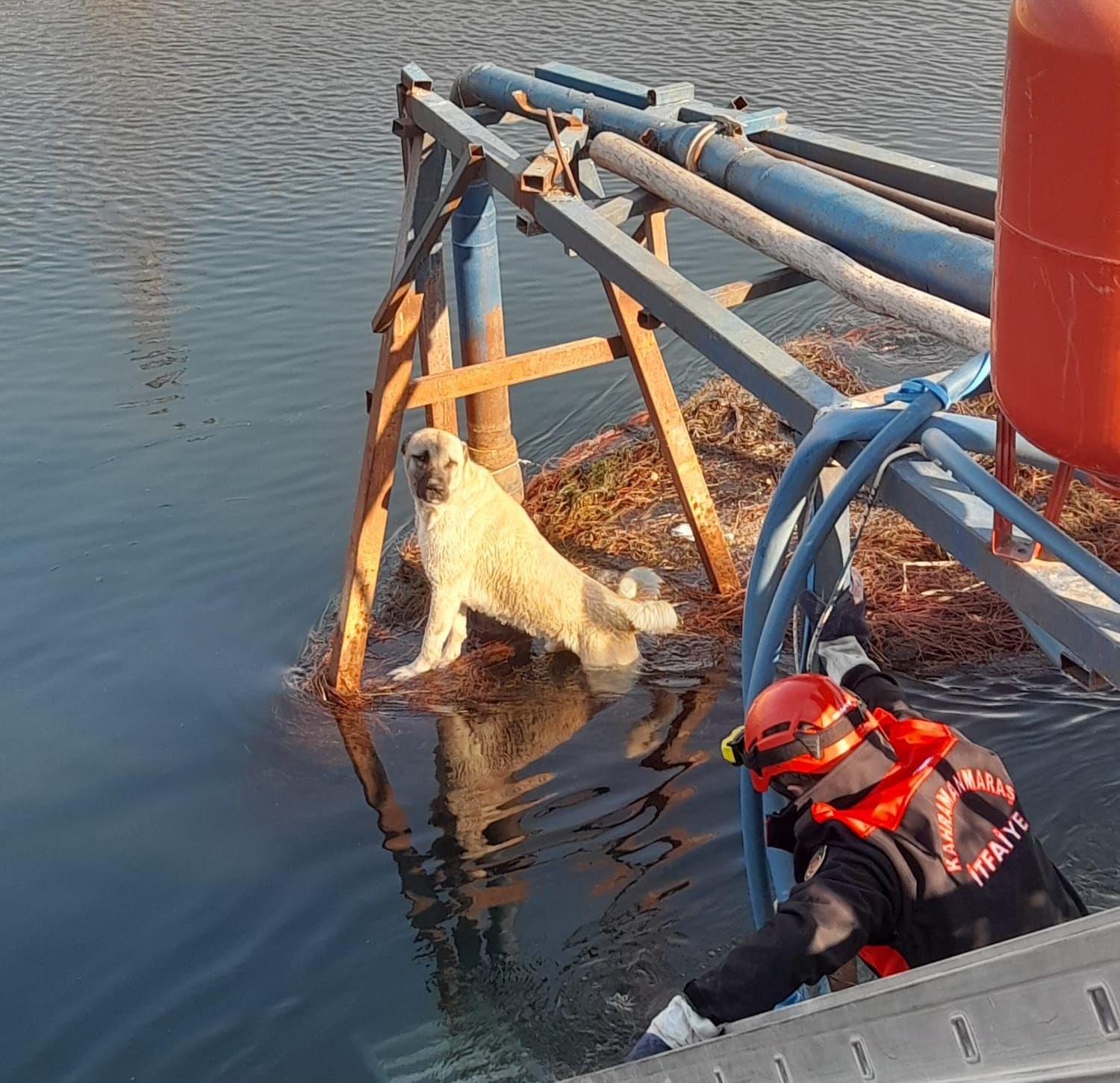 Sulama kanalındaki köpek kurtarıldı