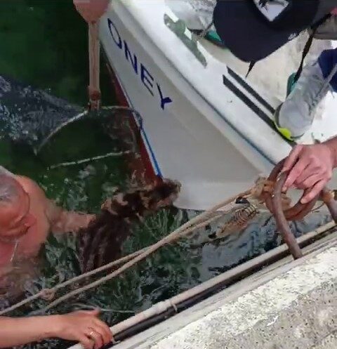 Çanakkale’de denize düşen kediyi, balıkçı kurtardı