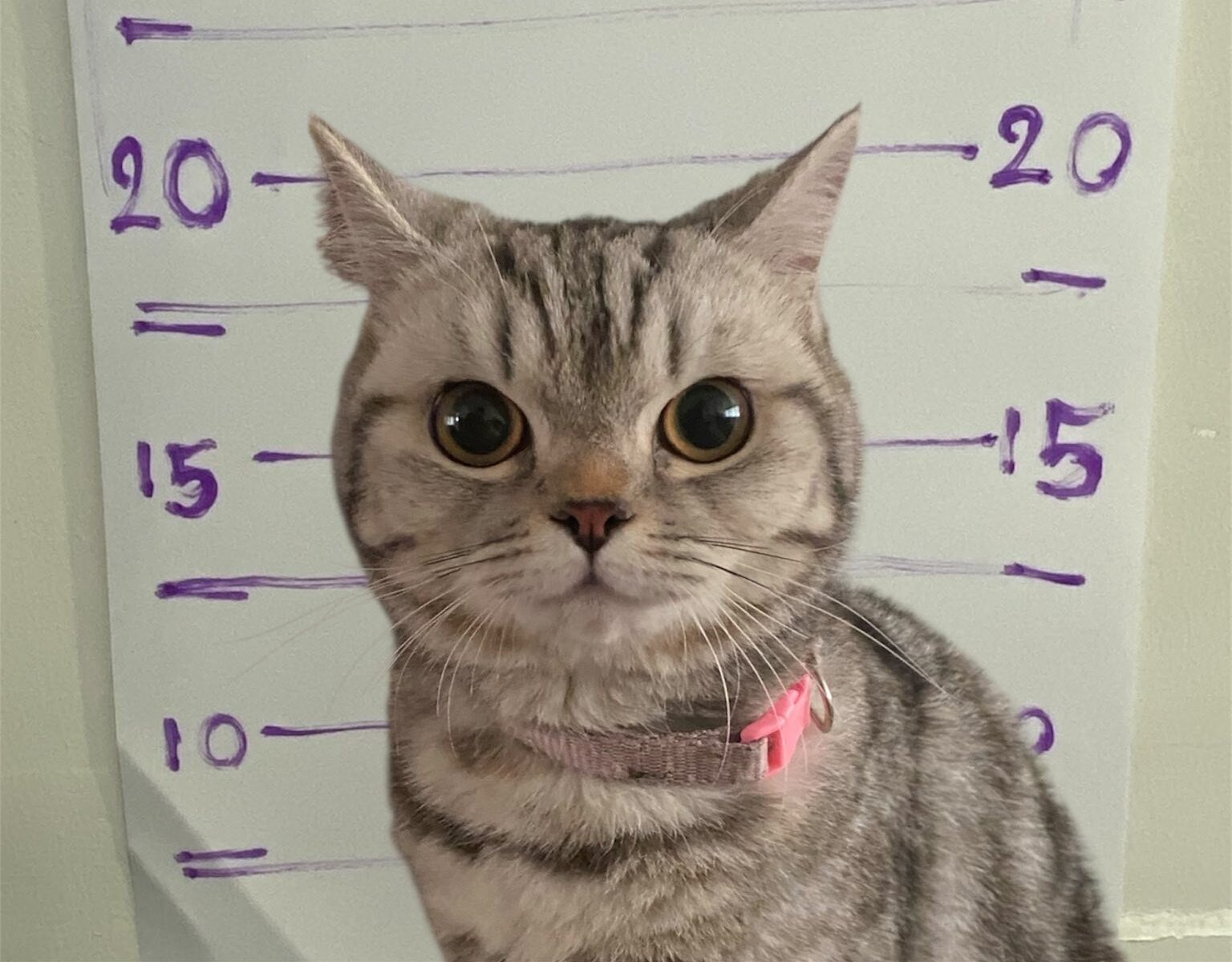 Tayland’da polisleri ısıran kedinin sabıka fotoğrafı çekildi, pati izi alındı