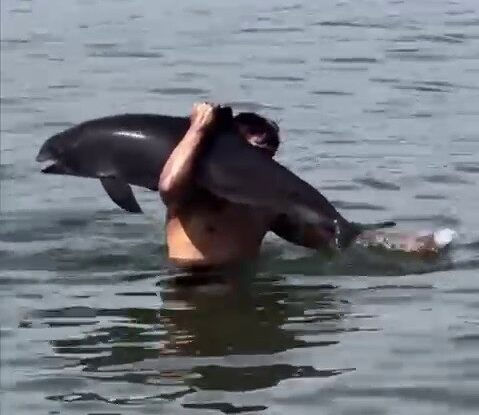 Ölmüş yunus balığını sırtında taşıdı