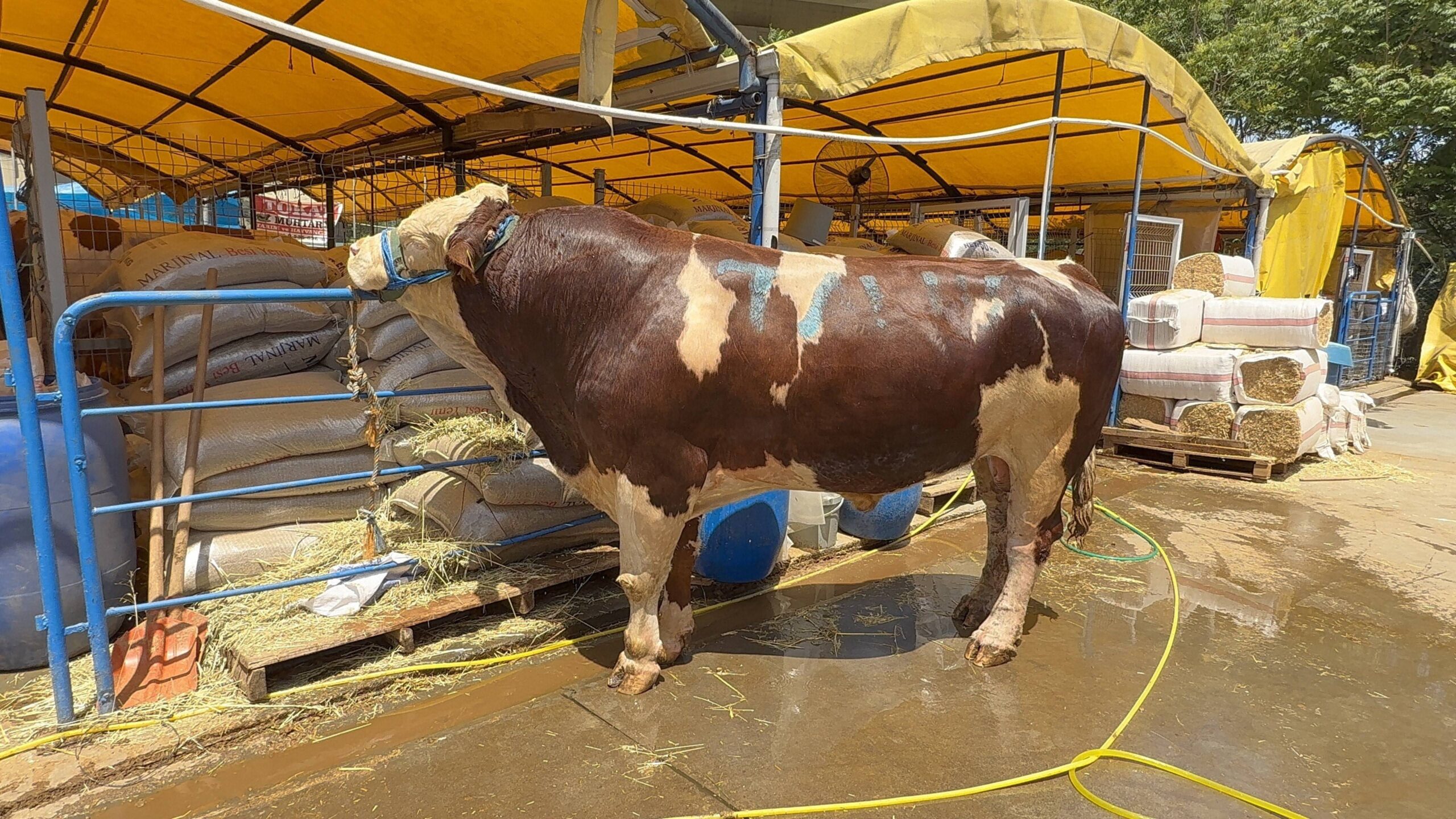 Kurban pazarının şampiyonu oldu: 1 ton 200 kiloluk dana 420 bin TL’ye alıcı buldu