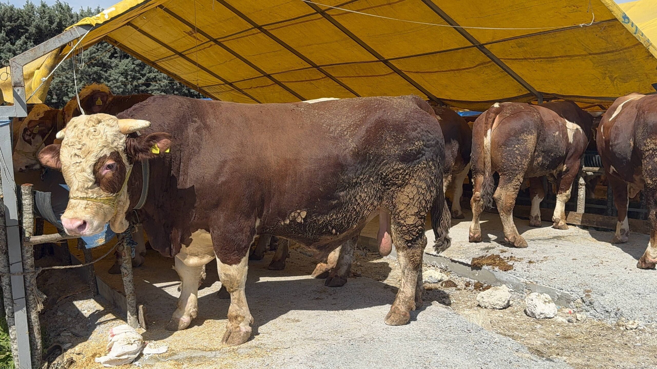 Kurban Bayramı’na sayılı günler kala İstanbul’da kurban pazarları hareketlendi