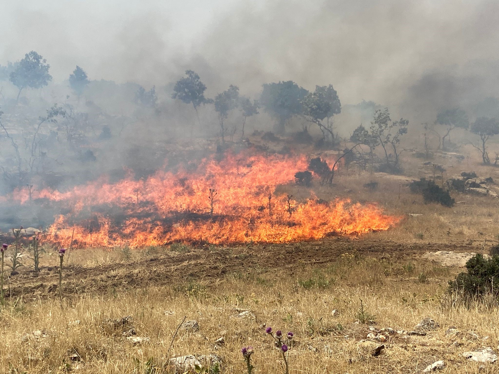 Mardin’de orman yangınına havadan ve karadan müdahale sürüyor