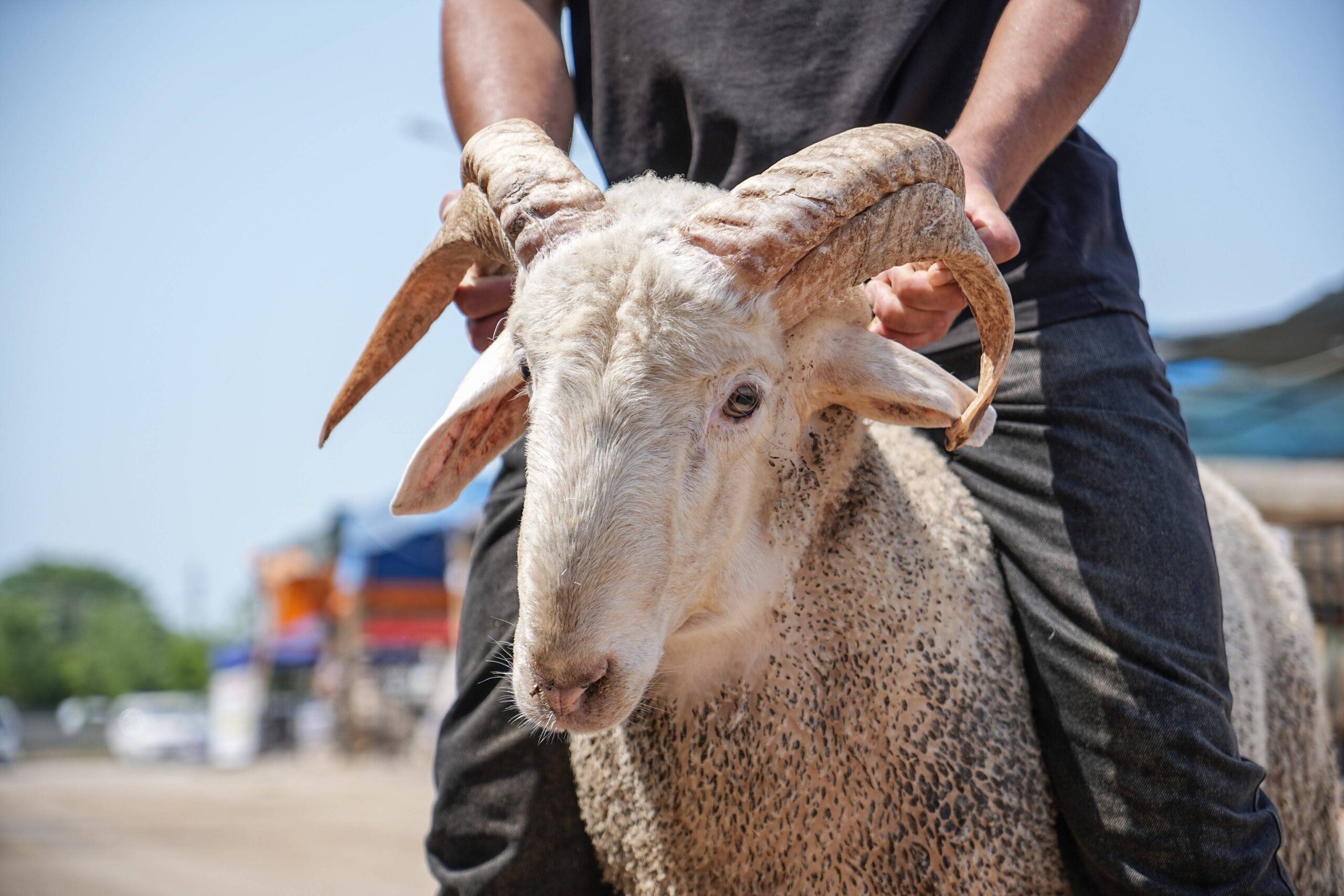4 boynuzlu koçu görenler şaşırıyor… Her boynuzuna 10 bin lira istiyor