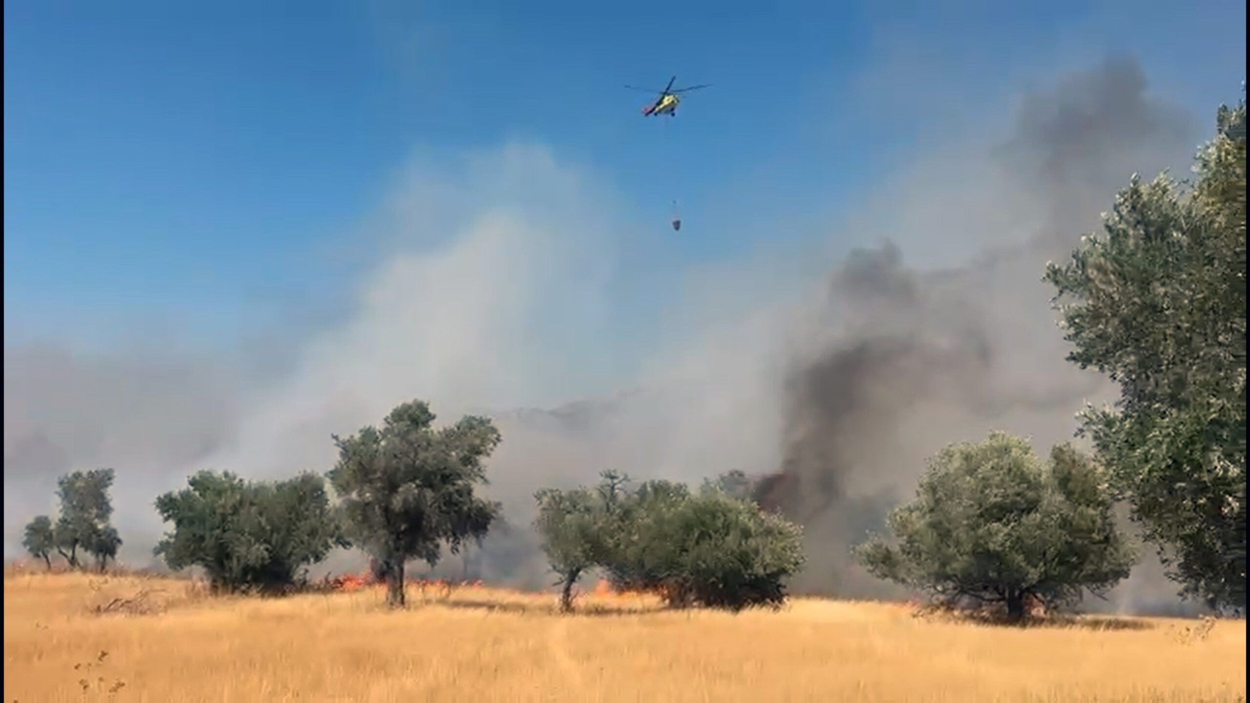 Muğla Milas’ta orman yangını: Yangına müdahale devam ediyor