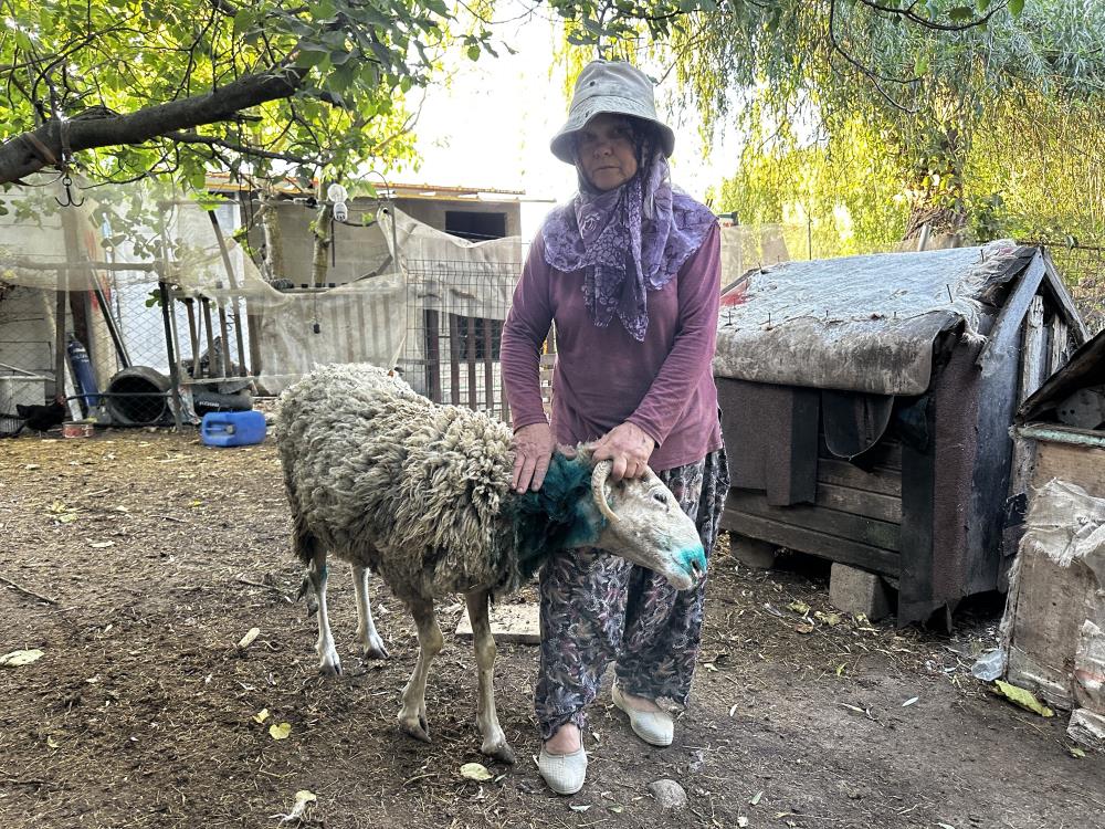 Pendik’te sokak köpekleri ağıla girdi: 5 koyun telef oldu, 1 koyun yaralandı