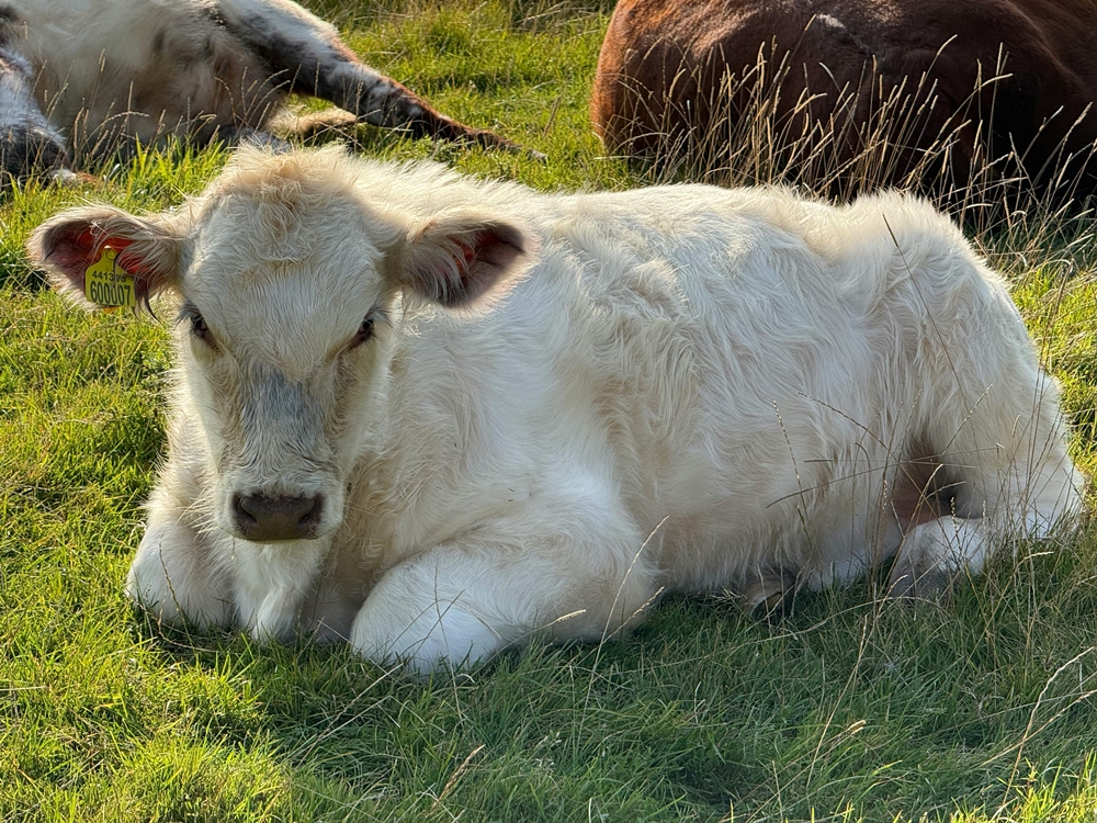 Kurbanlık Fiyatları 2026’da Yükseldi: Pazarlar Hareketlendi, Rakamlar Netleşti